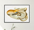 black framed vintage velodona octopus illustration print wall art